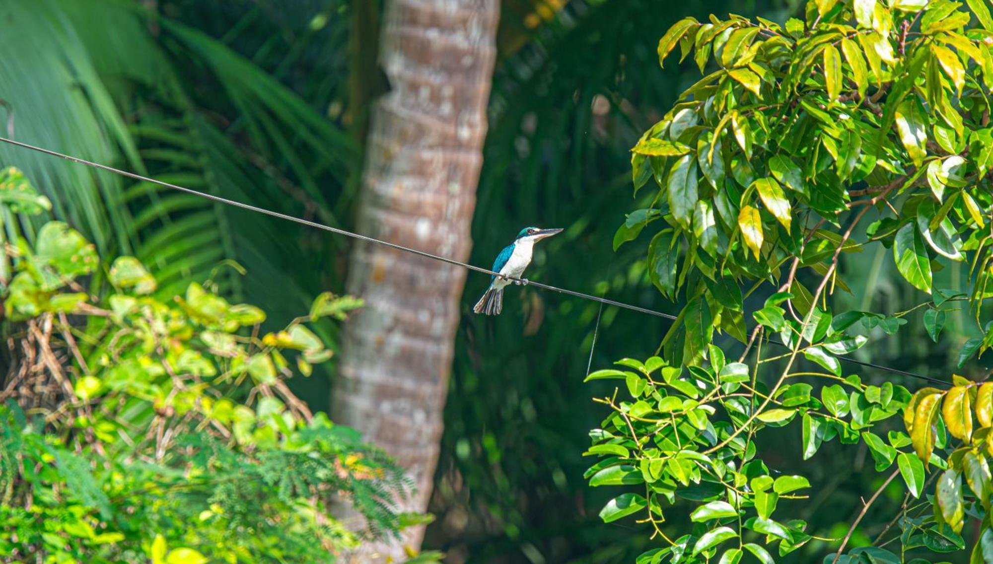 Water To Forest Ecolodge Loboc Eksteriør bilde